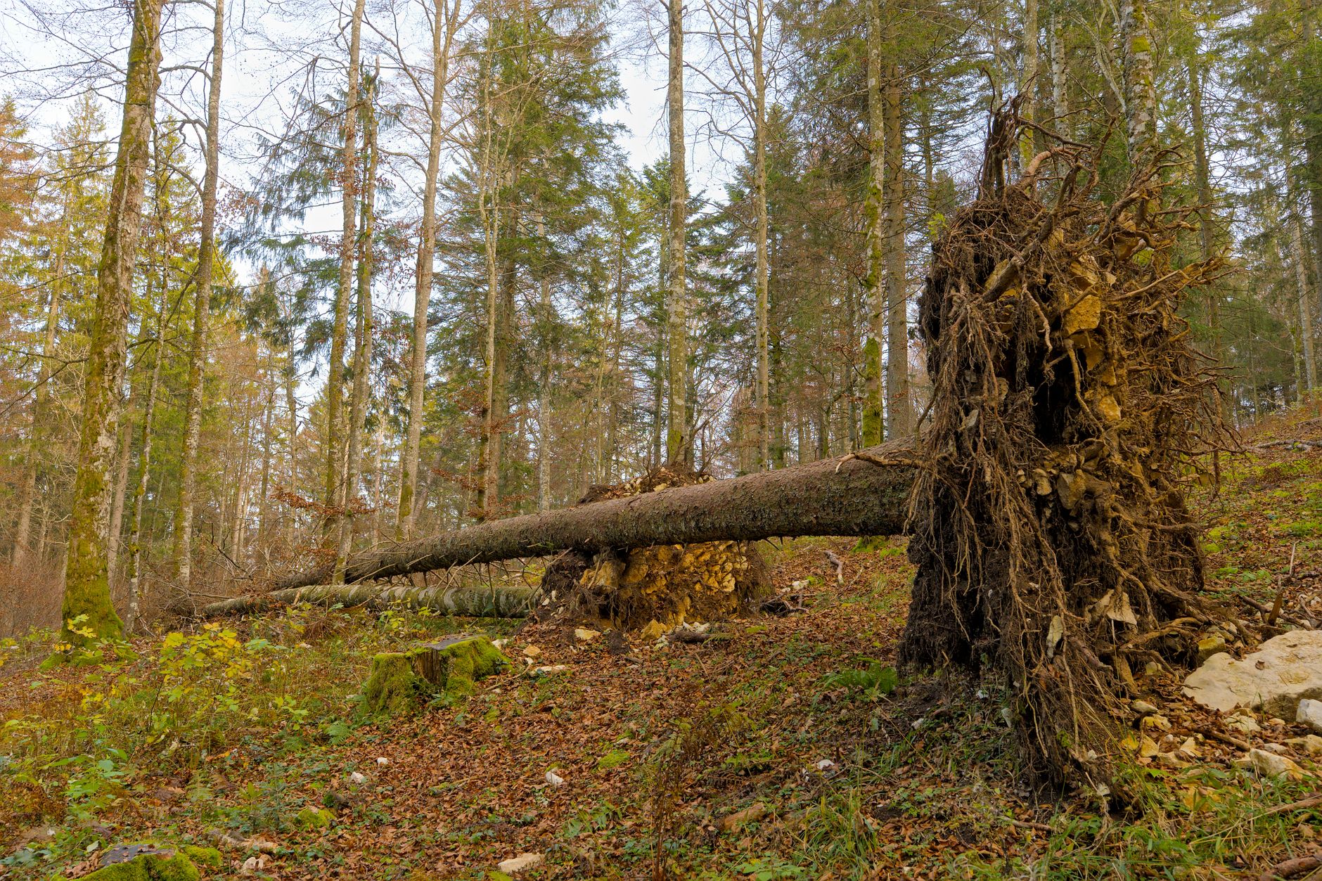 Enlèvement arbre urgence à Armentières